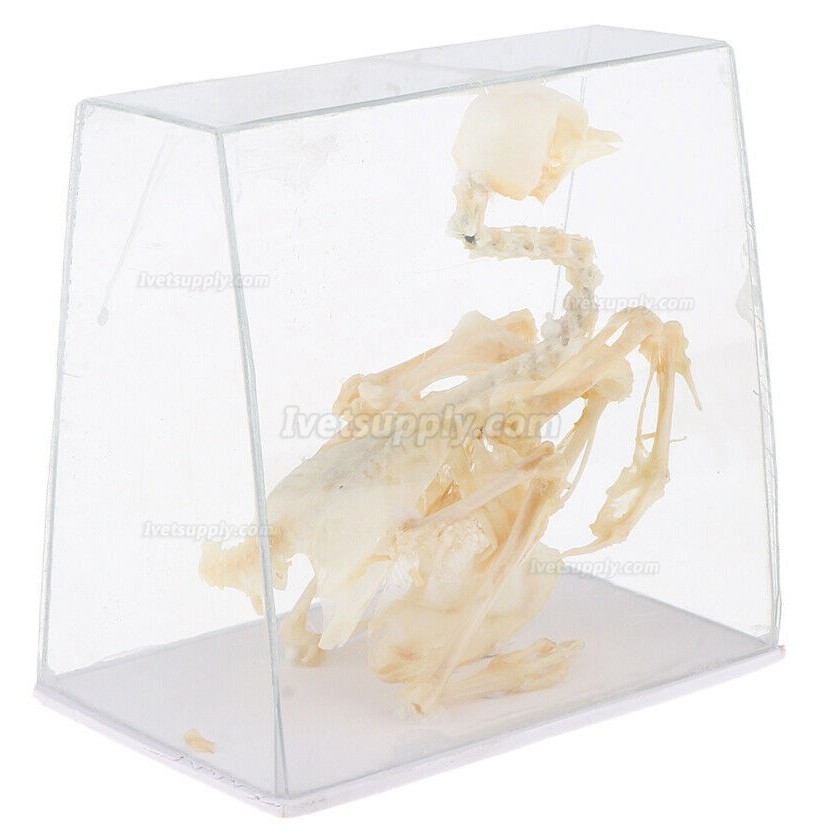 Pigeon Skeleton Taxidermy Animal Specimen Bones Biology Anatomy Study Aid